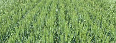 Wild oat control - treated with Batalium 575 mL/A