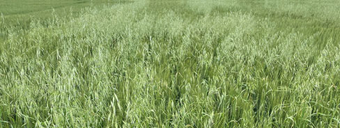 Wild oat control - untreated
