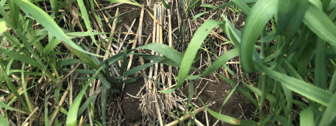 Green Foxtail Control - treated with Batalium 575 mL/A