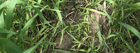 Green Foxtail Control - competitor