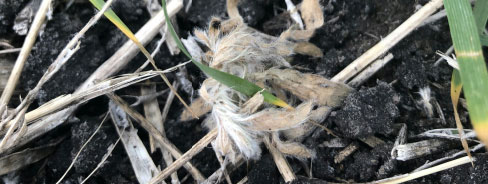 Kochia Control - treated with Batalium 575 mL/A