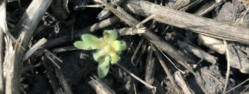 Kochia Control - competitor
